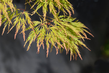 10 WEEPING LACELEAF MAPLE Japanese Acer Palmatum Dissectum Green Yellow Red Tree Seeds